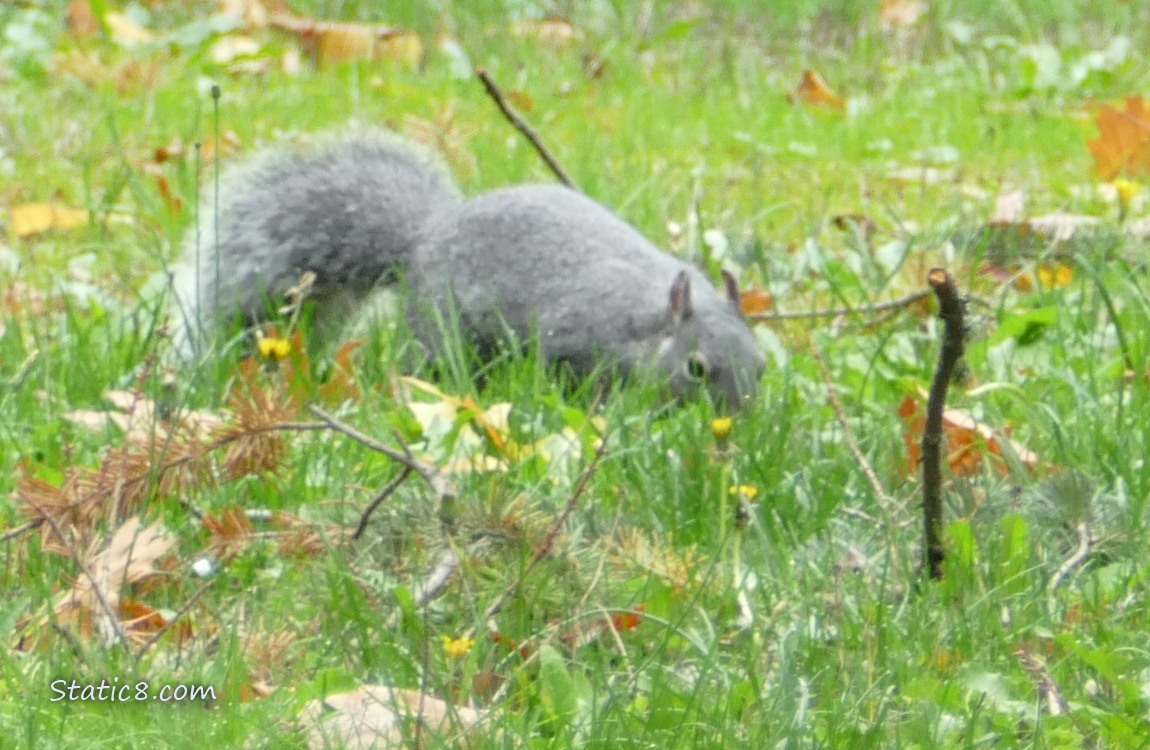 Western Grey Squirrel digging in the grass