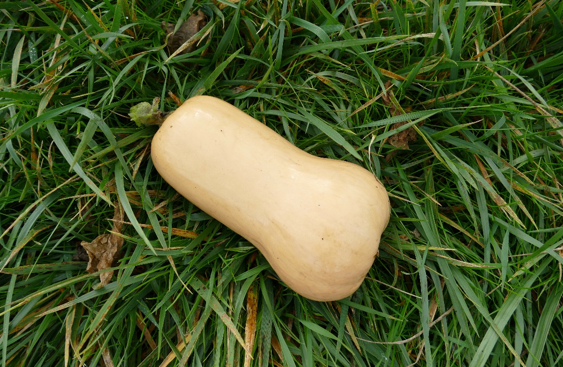 Butternut squash laying in the grass