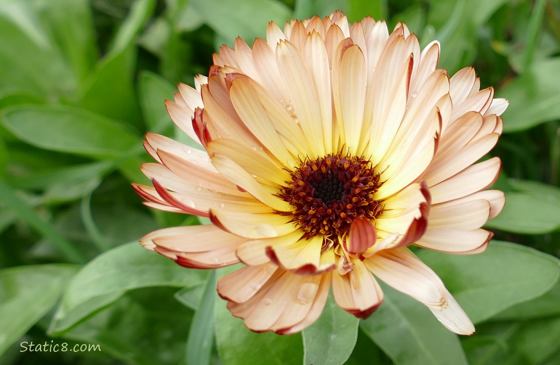 Calendula bloom