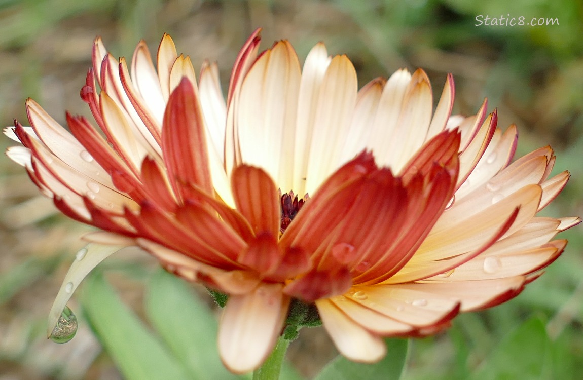 Calendula bloom with raindrops