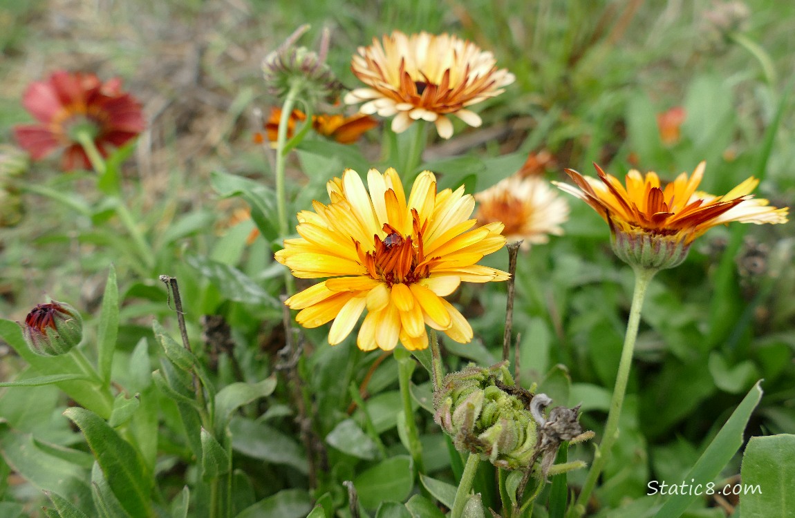 Calendula blooms