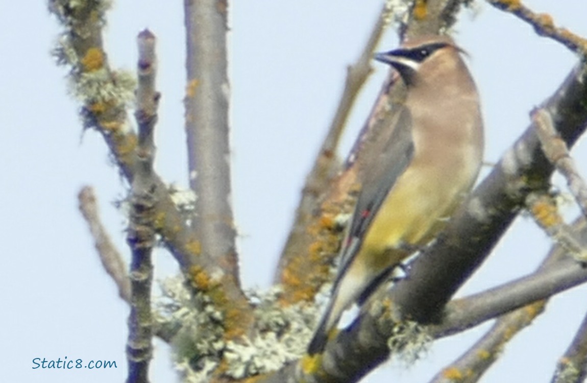 Cedar Waxwing standing in a winter bare tree