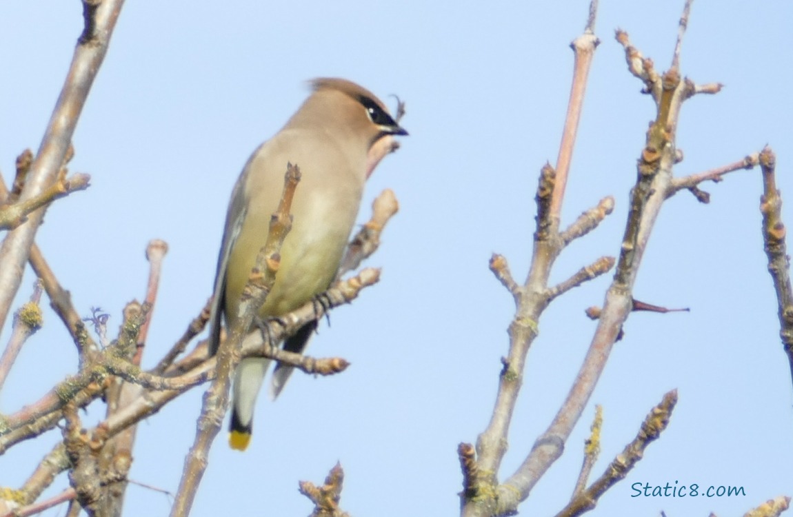 Cedar Waxwing standing in a winter bare tree