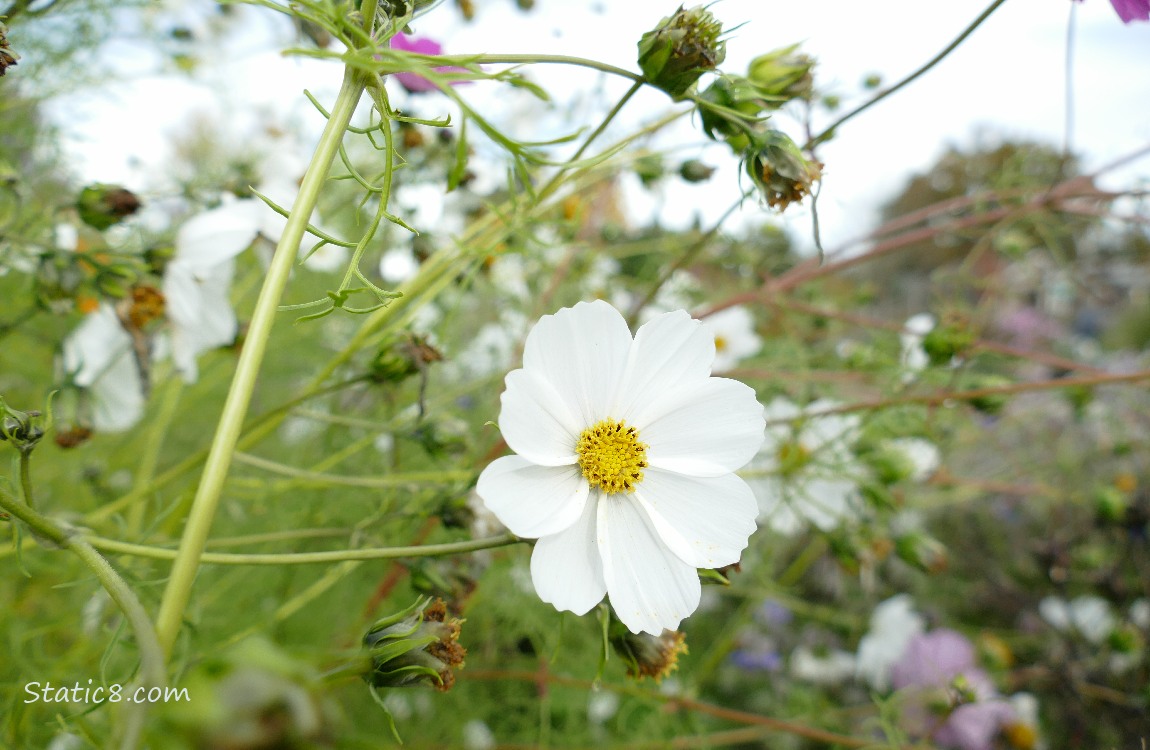 white Cosmos bloom surrounded by seed heads