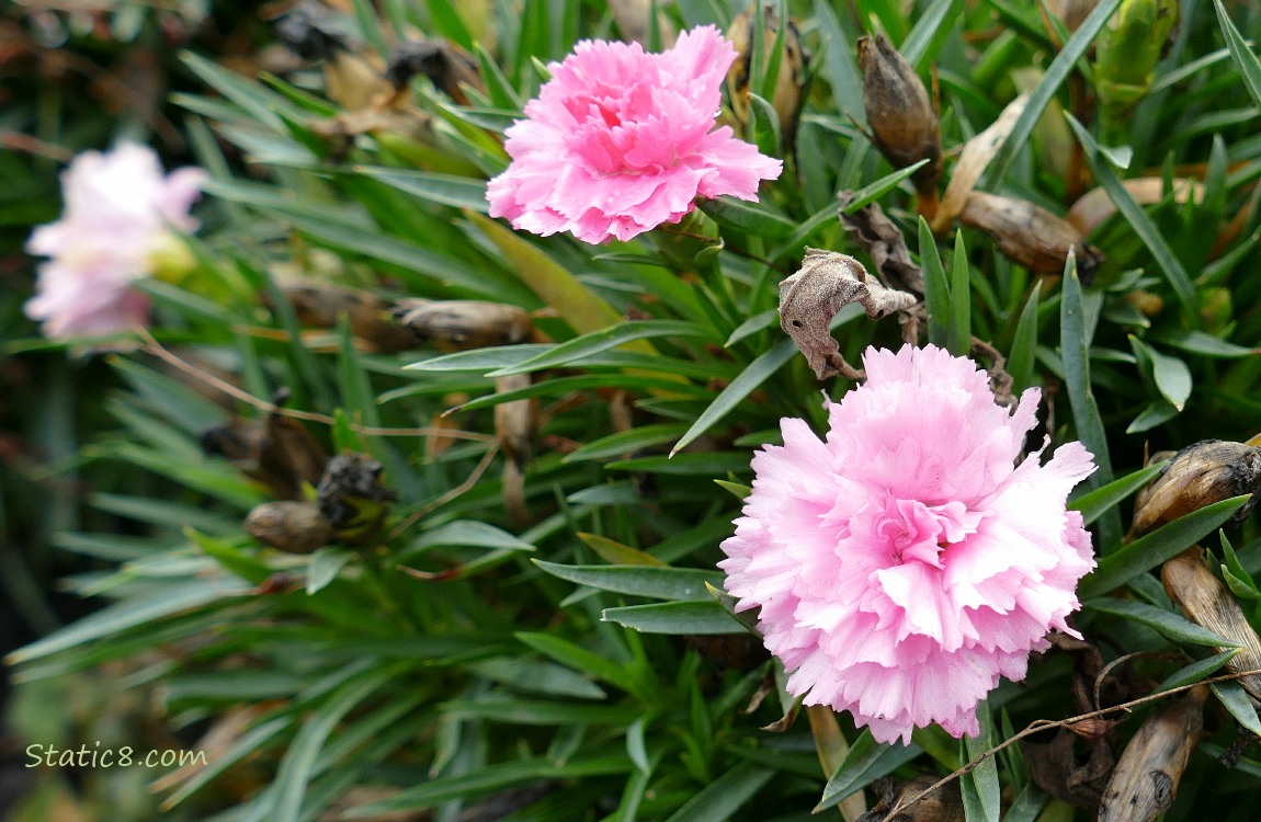 pink Garden Pink blooms