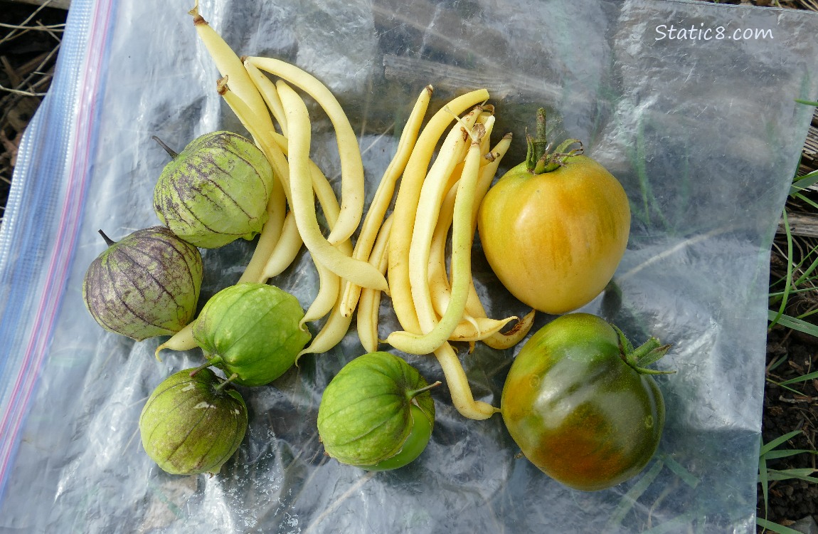 Harvested veggies on a ziplock bag on the ground