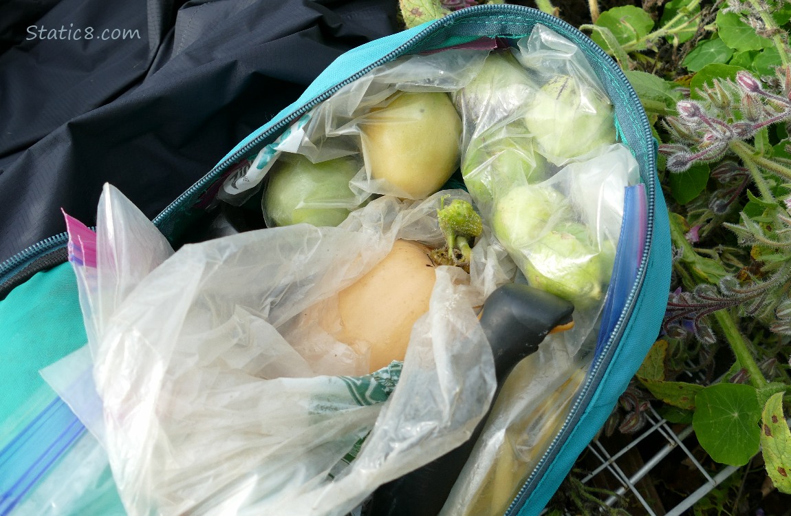 Harvested veggies in a blue-green backpack