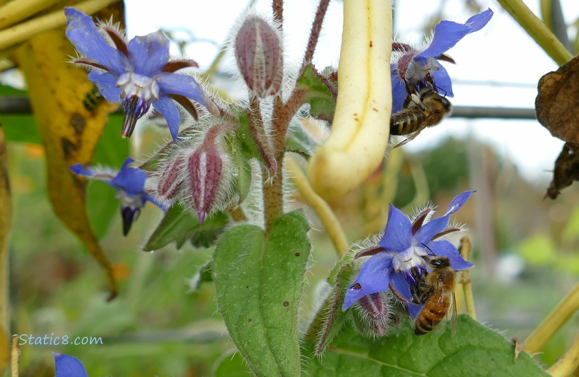 Honey bees hanging from blue Borage blooms