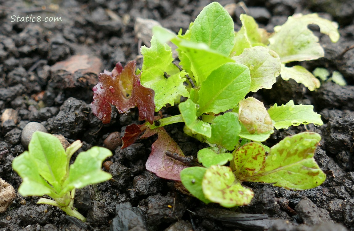 Lettuce seedlings growing in the dirt