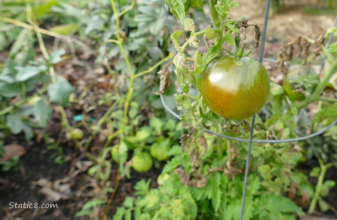 Tomato ripening on the vine
