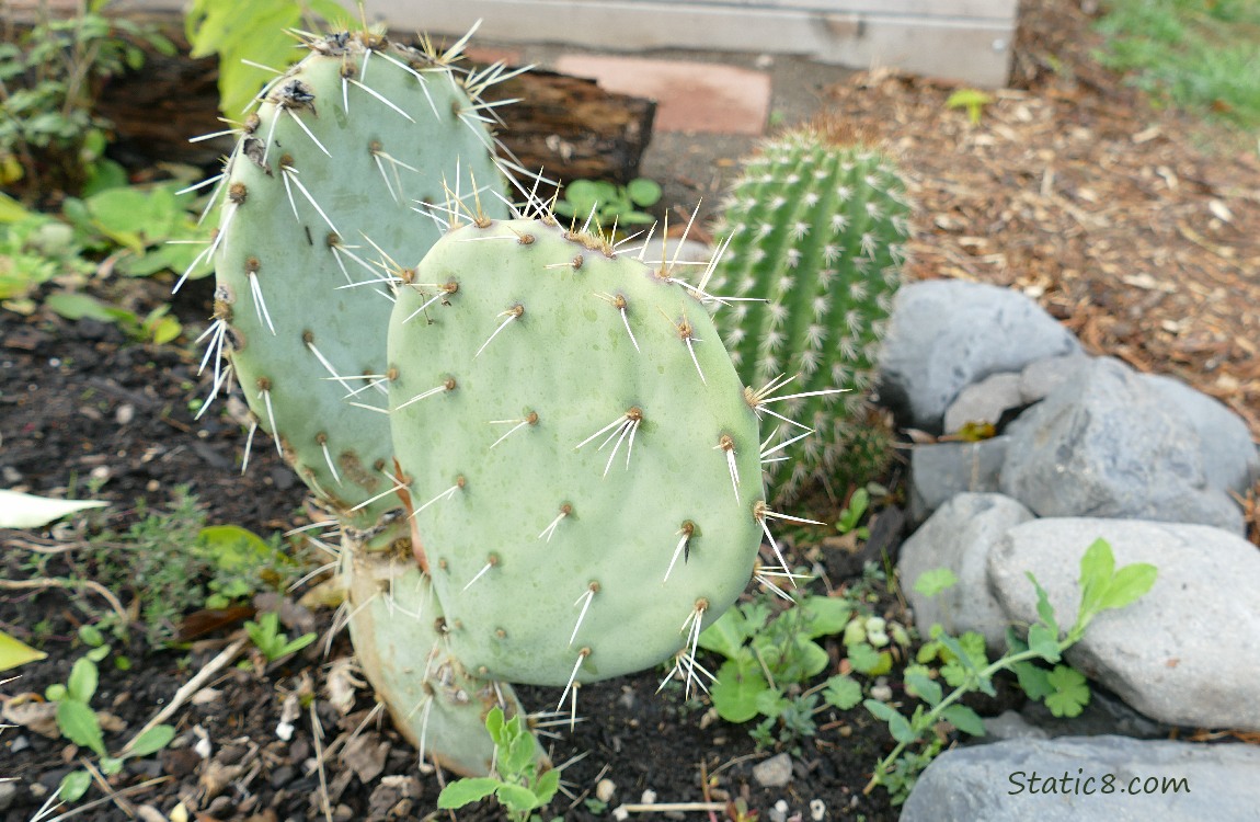 Prickly Pear plant growing in the dirt