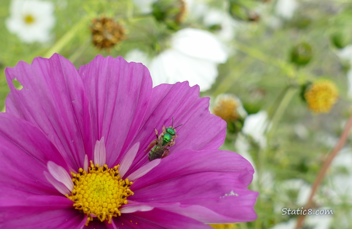 Metalic Green Sweatbee on a hot pink Cosmos bloom