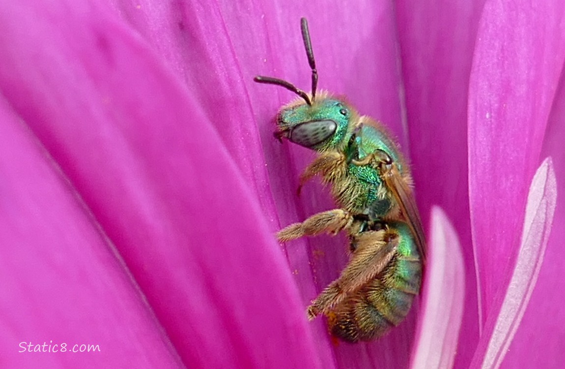 Metalic Green Sweatbee on a hot pink Cosmos bloom