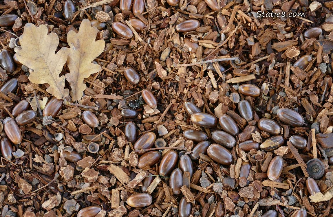 Acorns lying on the ground