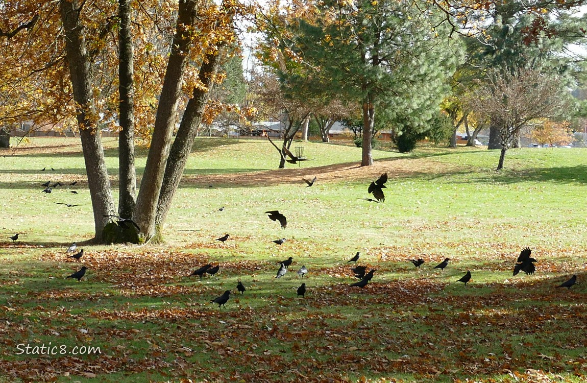 Crows on the ground of a park