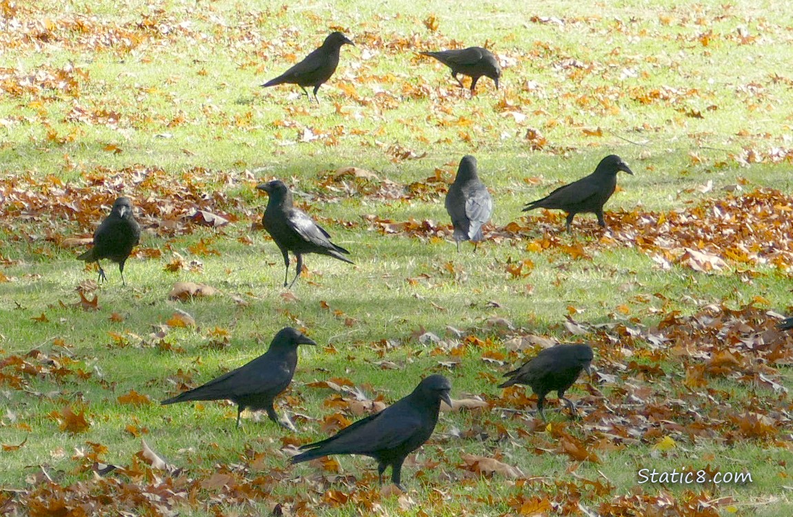 Crows foraging in the grass and fallen leaves