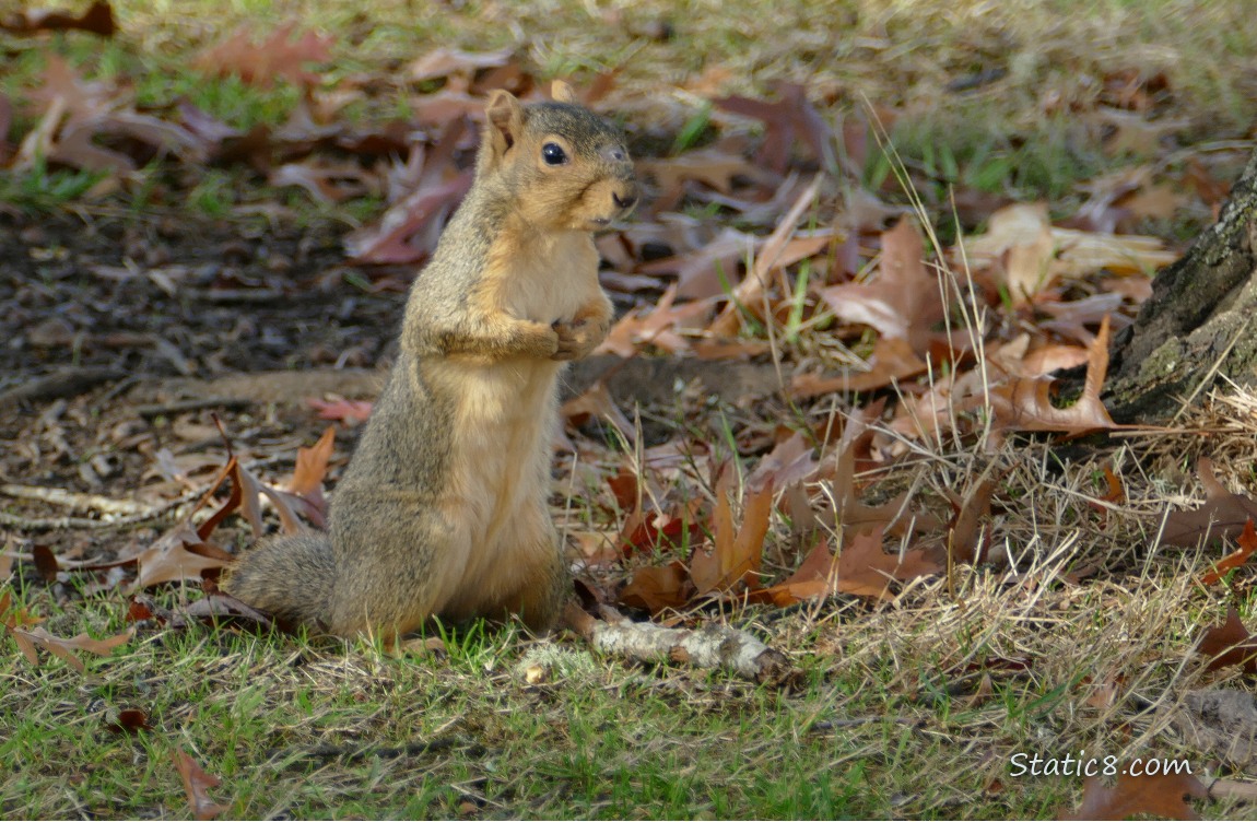 Squirrel standing in the grass