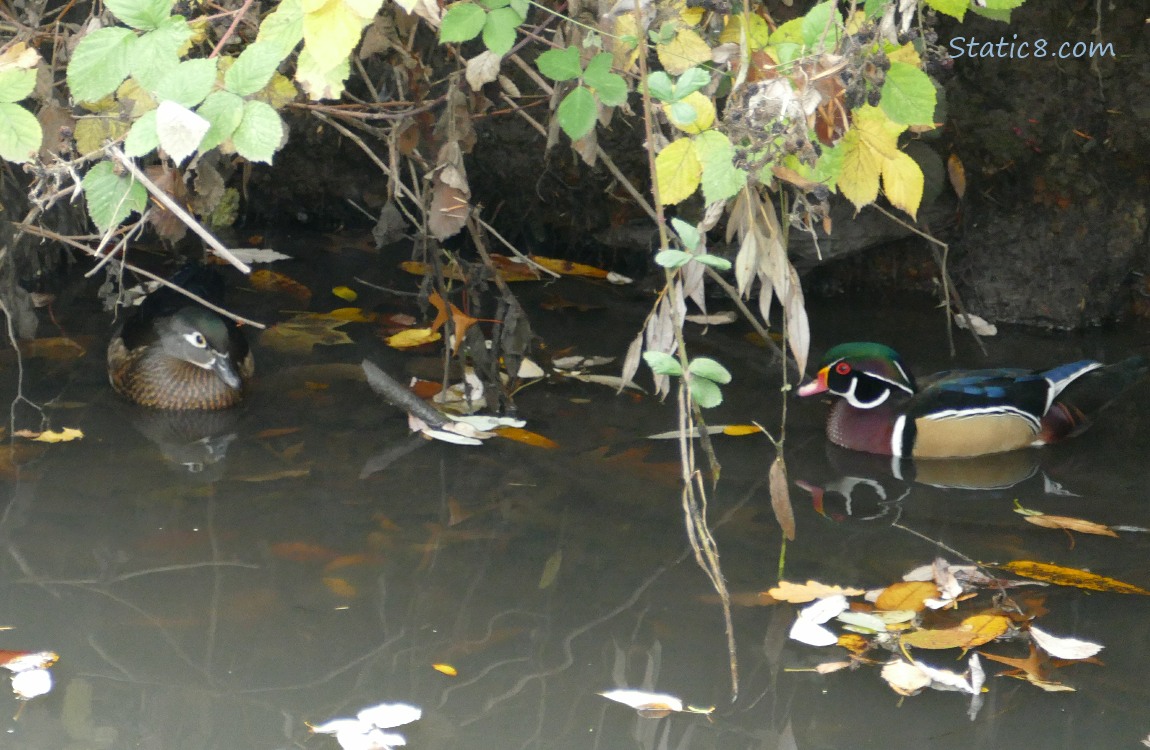 Wood Ducks paddling in the water under the bank