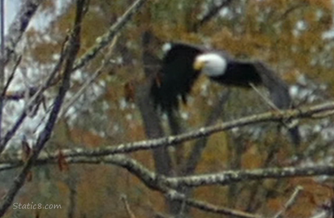 Bald Eagle flying behind a winter bare tree