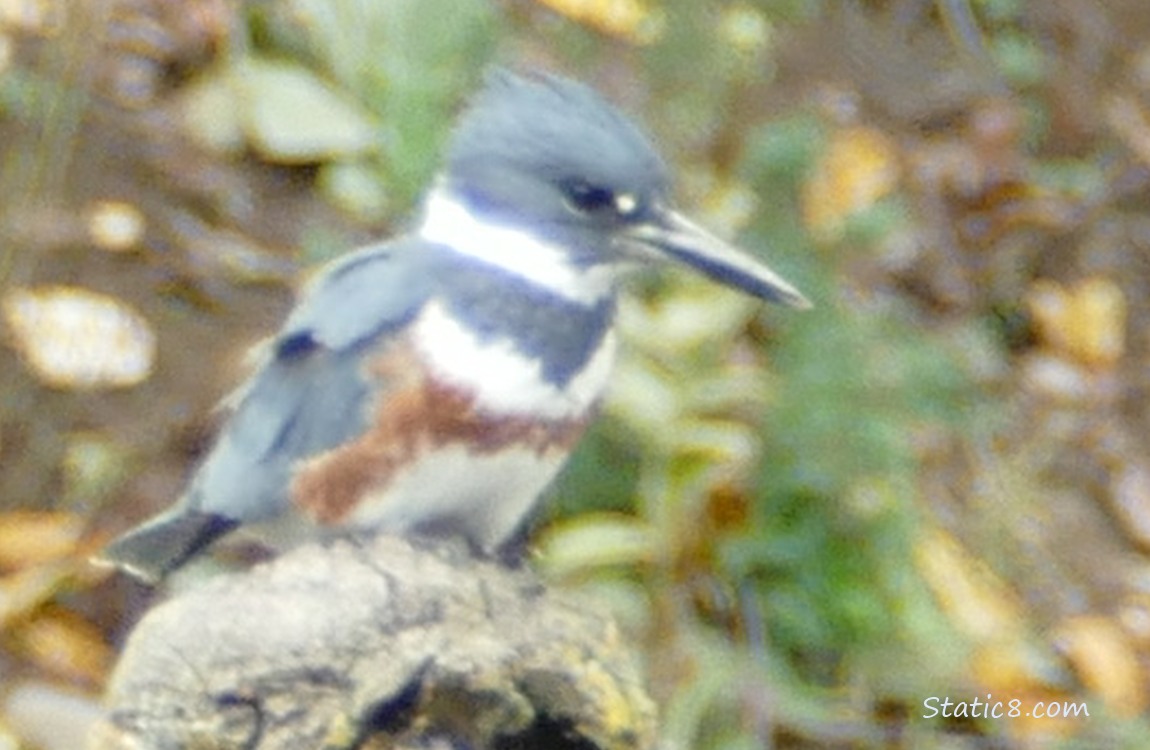 Female Belted Kingfisher standing on a post