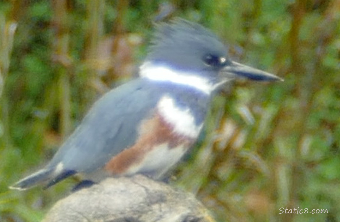Female Belted Kingfisher standing on a post
