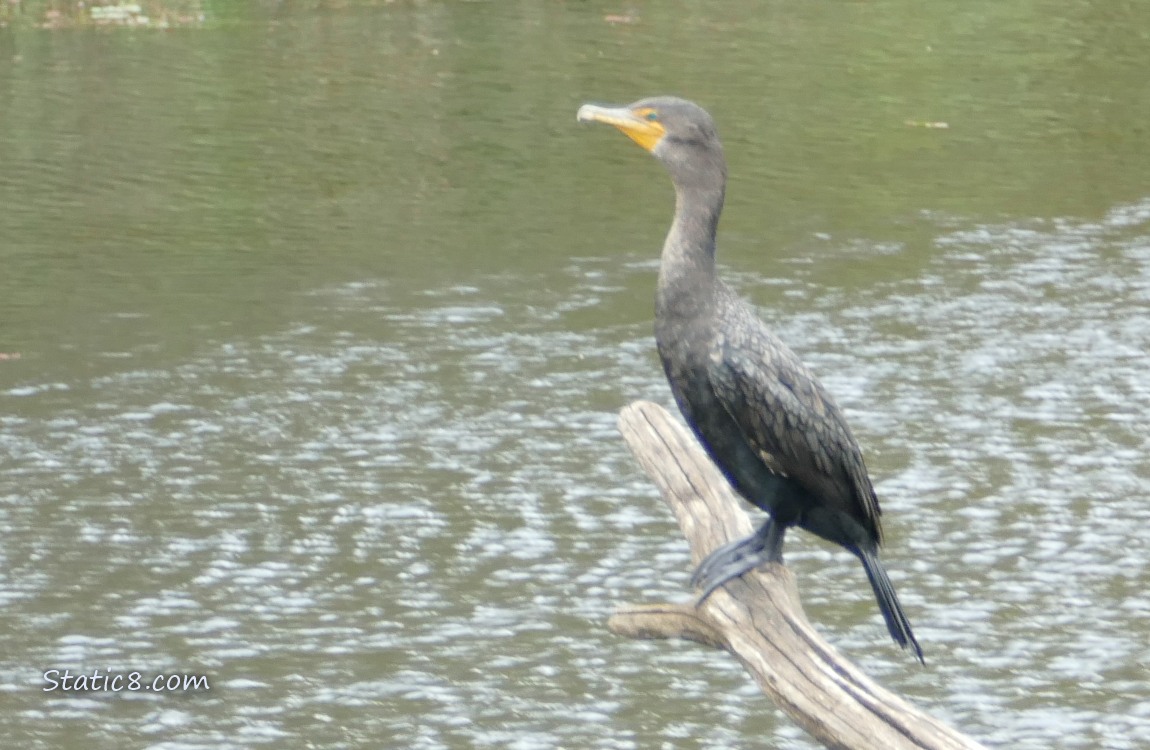 Cormorant standing on a log sticking out of the water