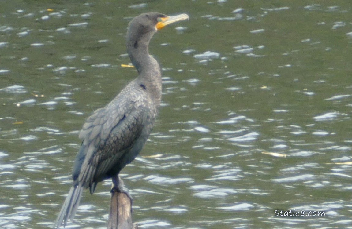 Cormorant standing on a post in the water
