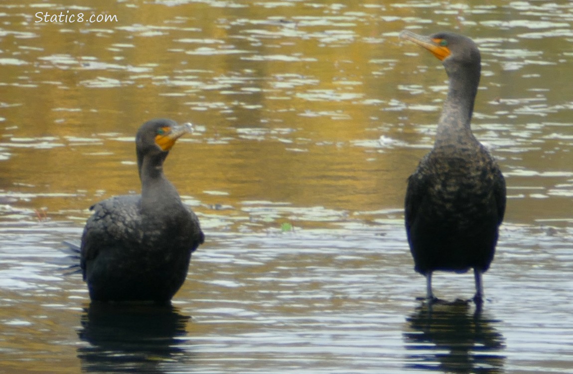 Two Cormorants standing on a log in the water