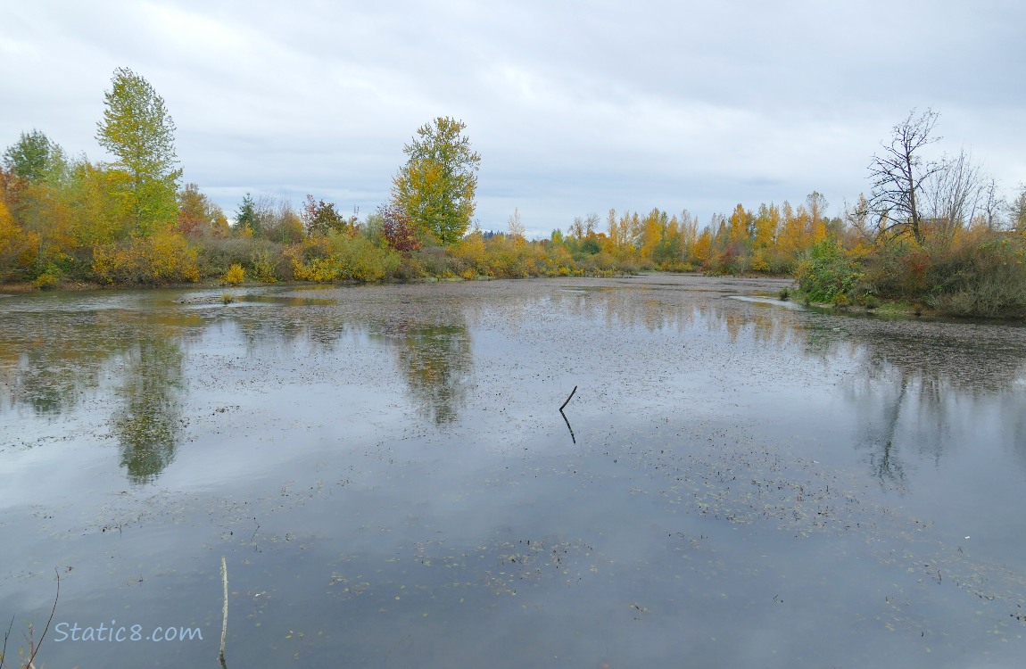 Autumn trees past the pond
