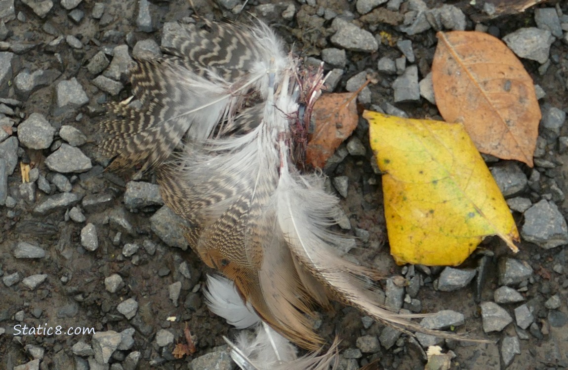 Plucked feathers with some blood on them layiing in the gravel