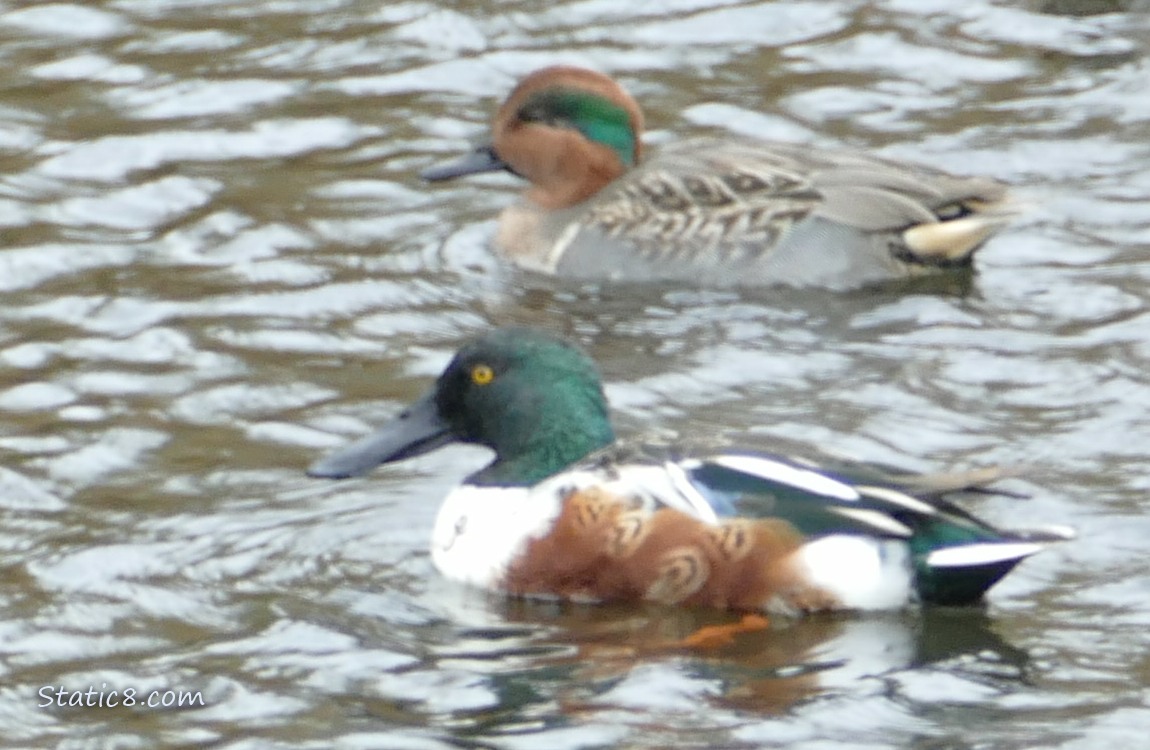 Male Teal and male Northern Shoveler paddling on the water