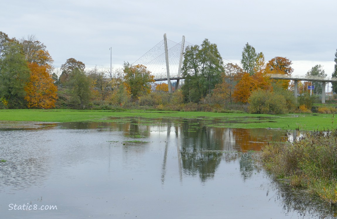 Autumn trees and a walking bridge past the pond