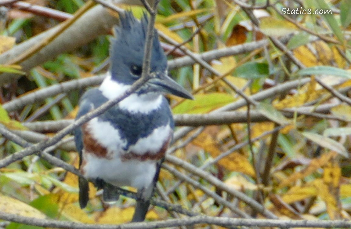 Female Belted Kingfisher standing on a stick