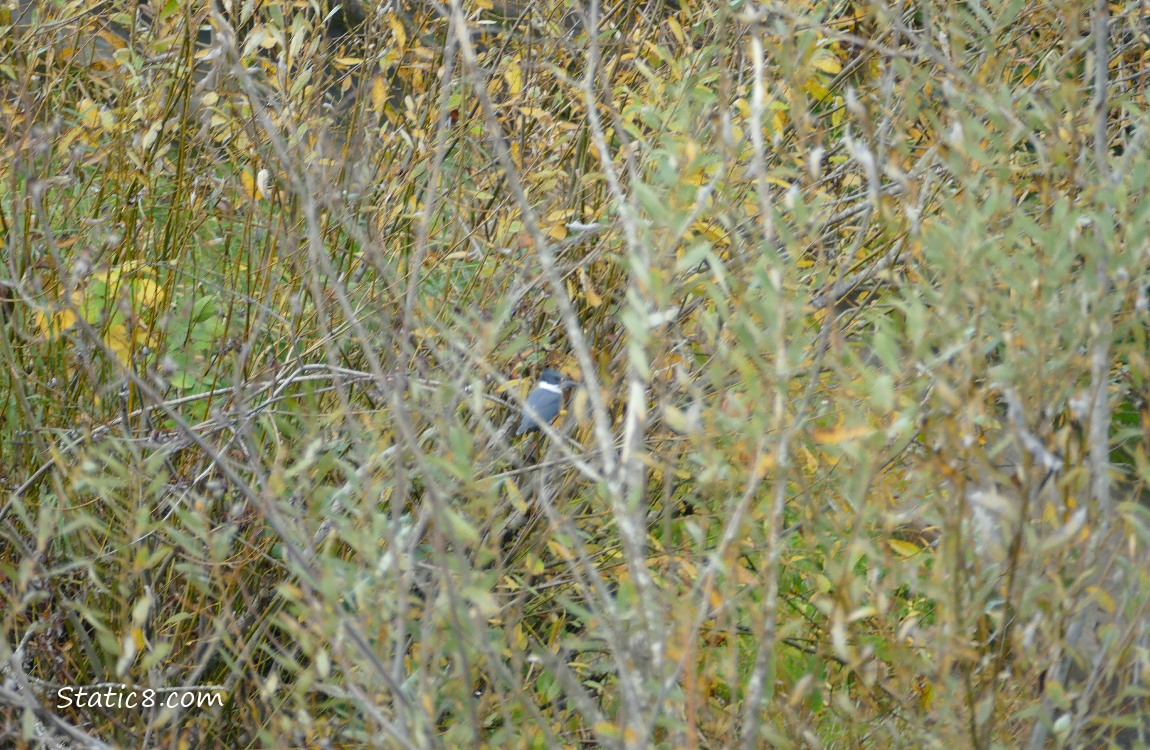 Belted Kingfisher standing in a tree, surrounded by leaves