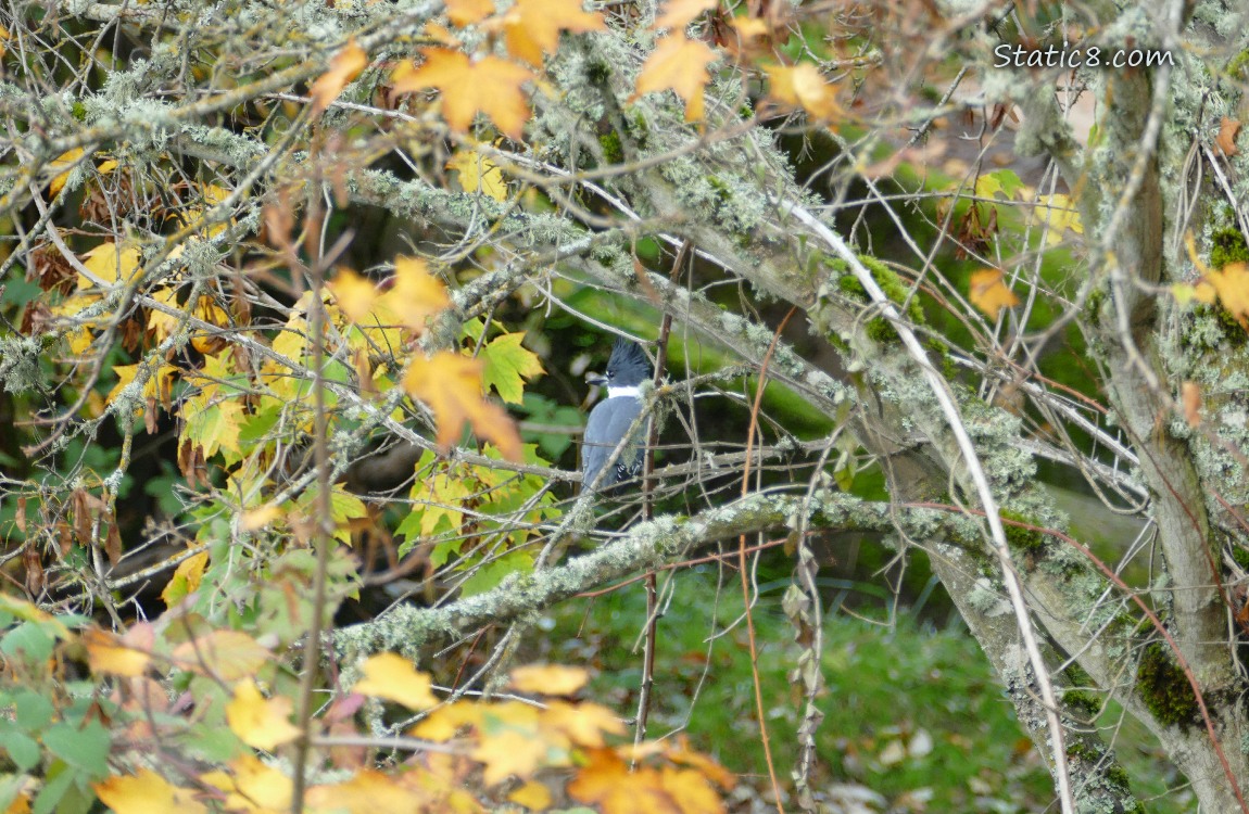Belted Kingfisher surrounded by leaves