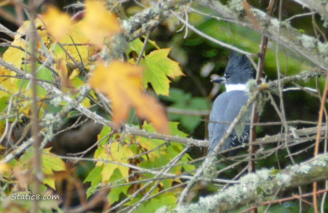 Belted Kingfisher standing in a tree, surrounded by autumn leaves