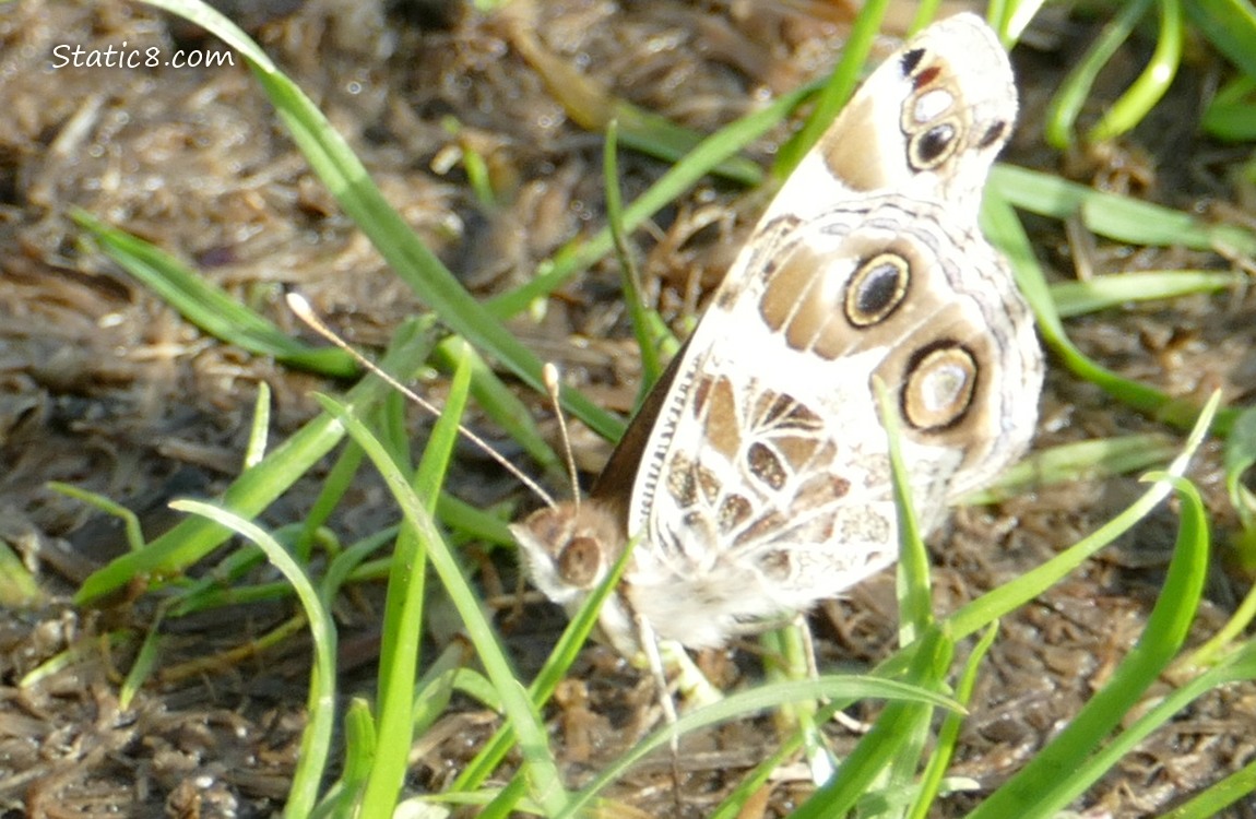 Butterfly with closed wings, sitting in the grass