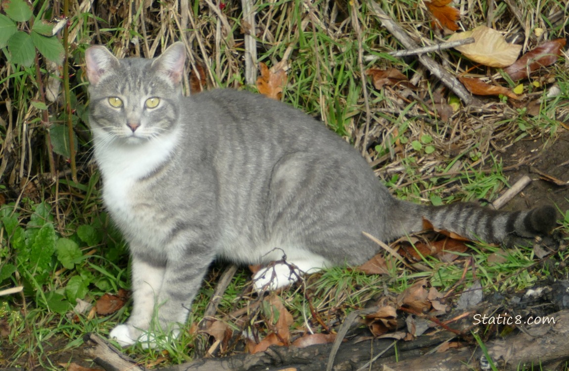Grey and white tabby sitting on the bank