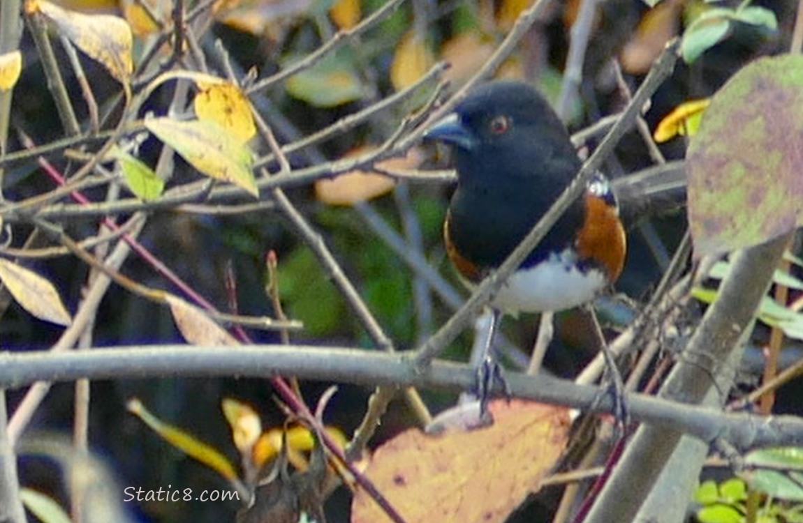 Spotted Towhee standing on a stick