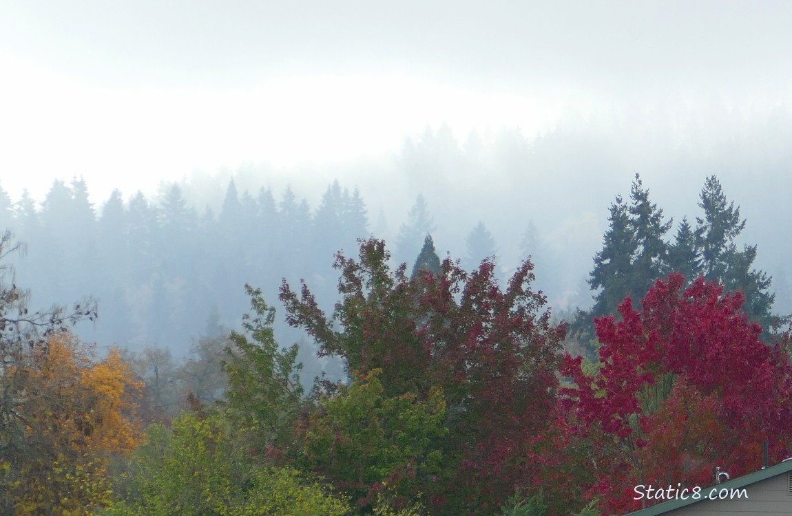 Autumn trees and foggy fir trees in the background