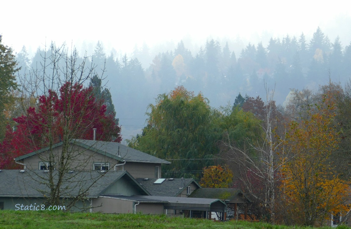 Autumn trees and foggy fir trees in the background