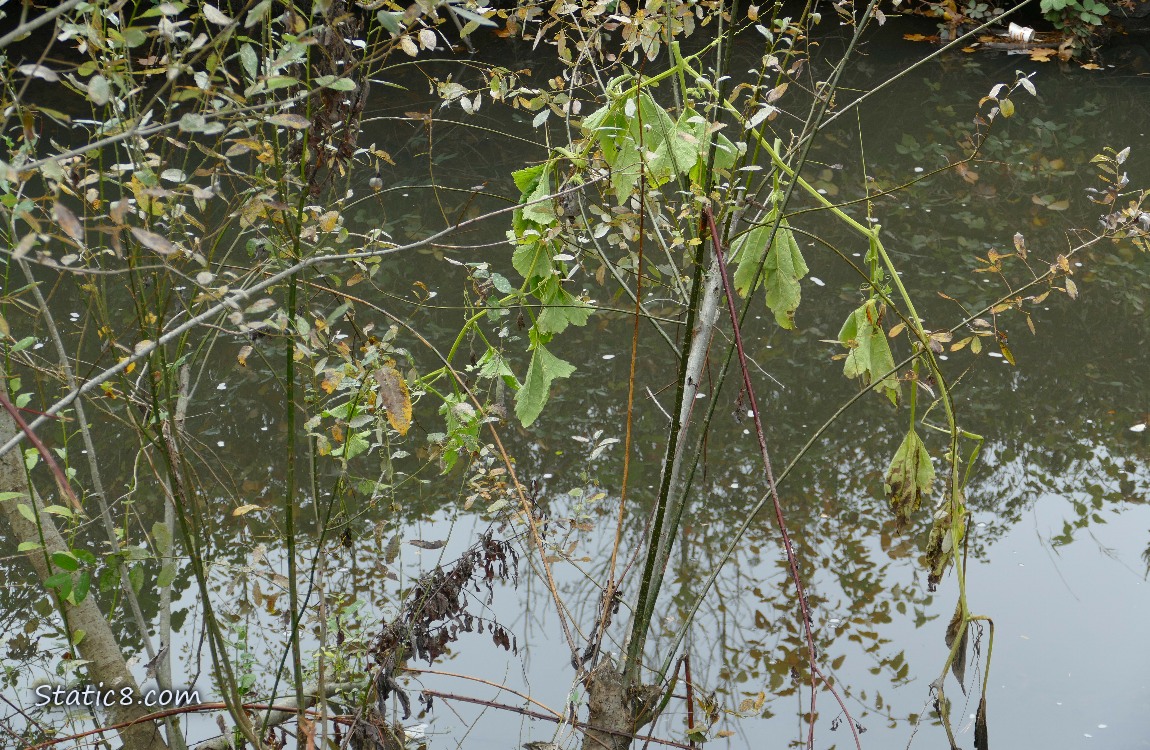 Droopy squash plant over the creek