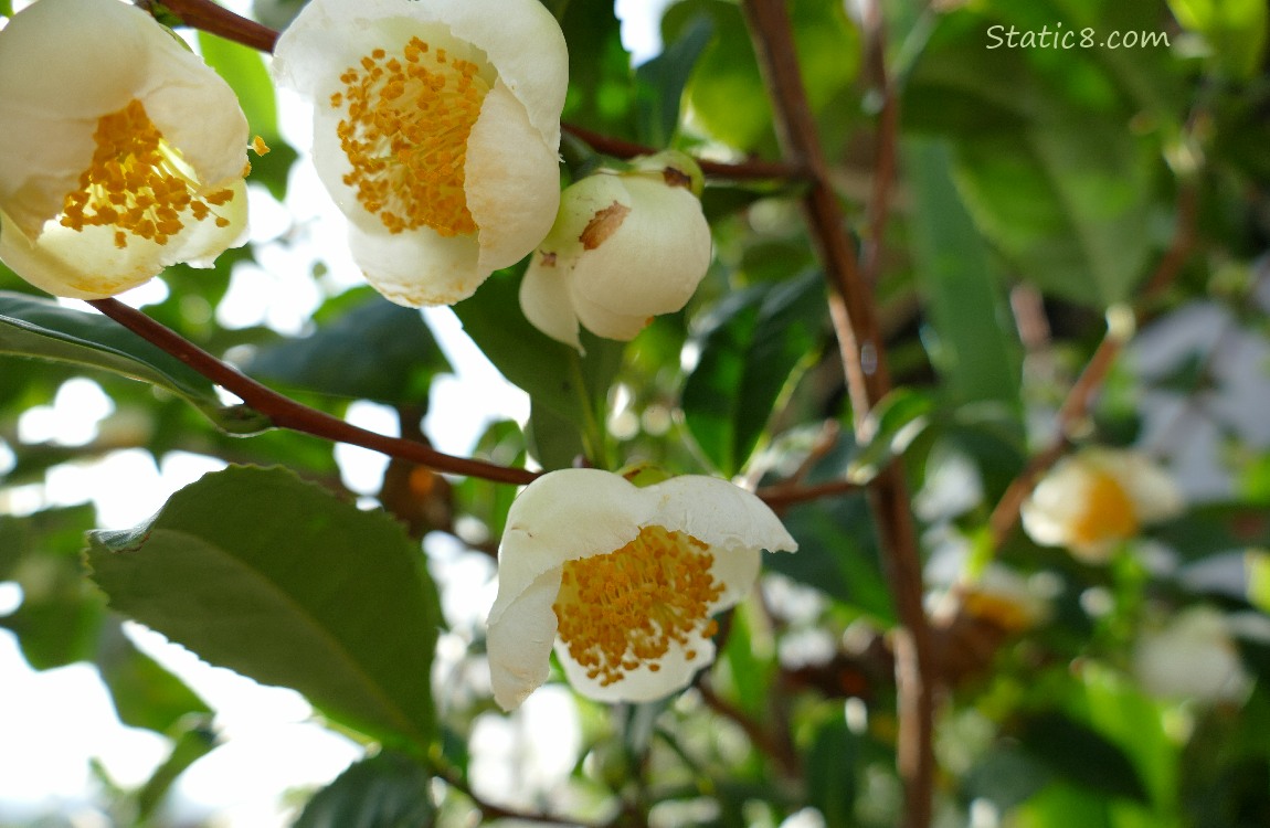 White Camellia blooms hanging from the plant