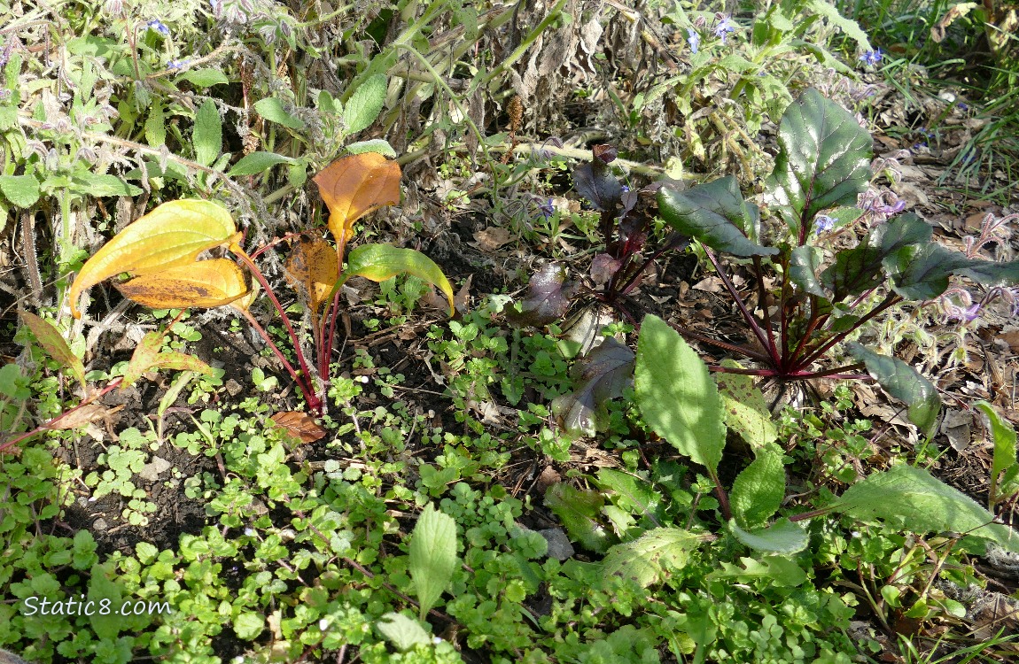 Dying Echinacea plant next to a beet and many weeds