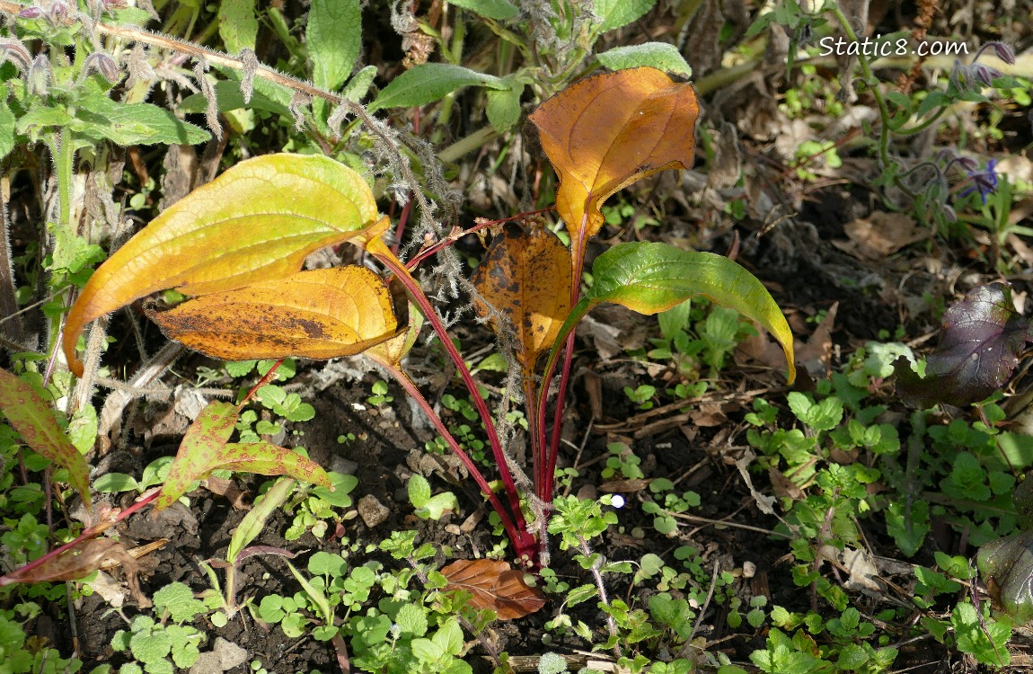 Close up of the dying Echinacea plant