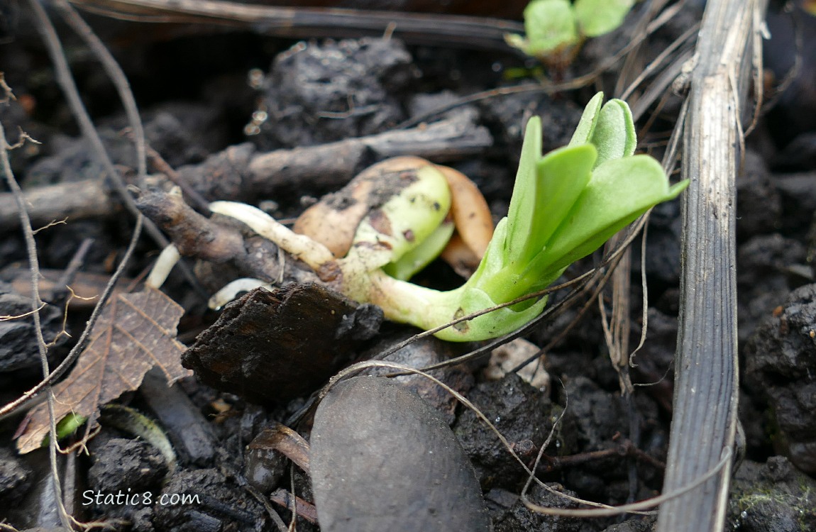 Fave seed sprouting in the dirt