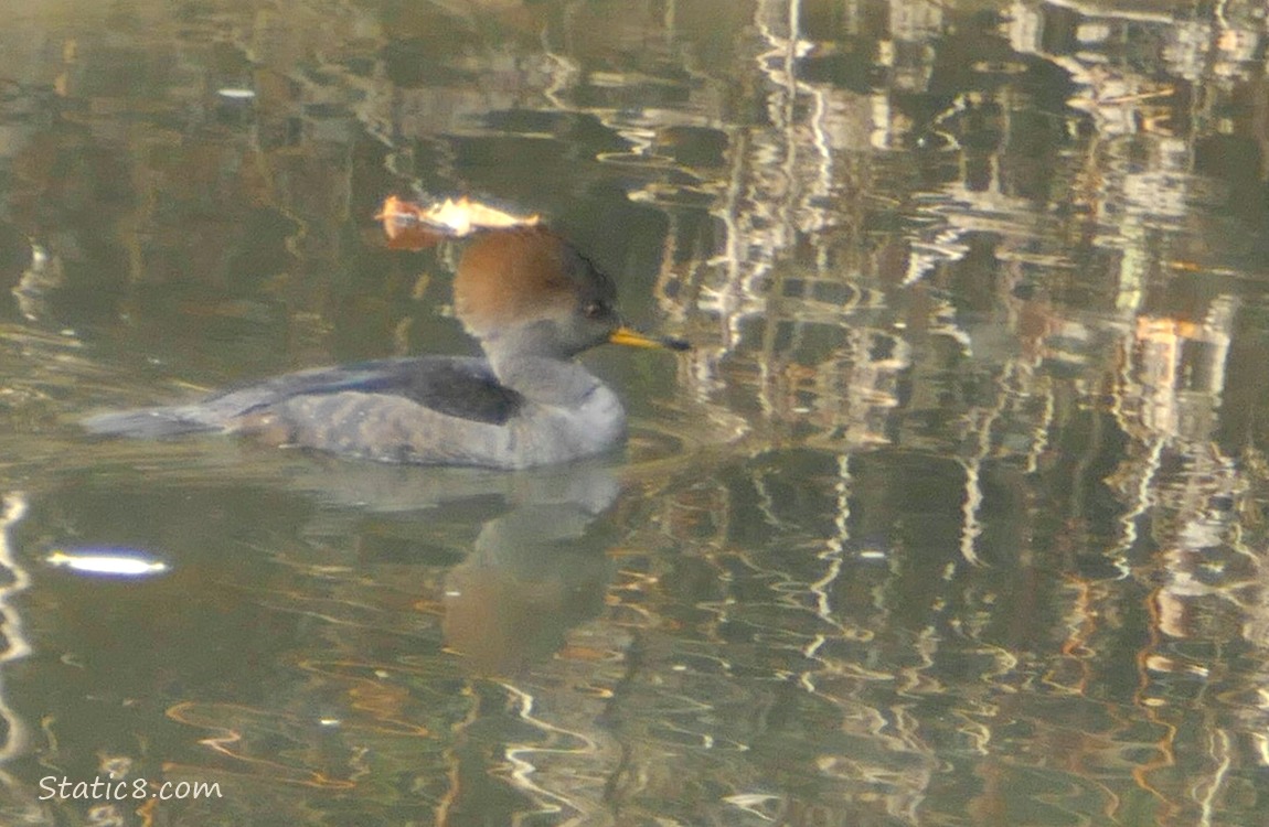 Female Hooded Merganser paddling on the water