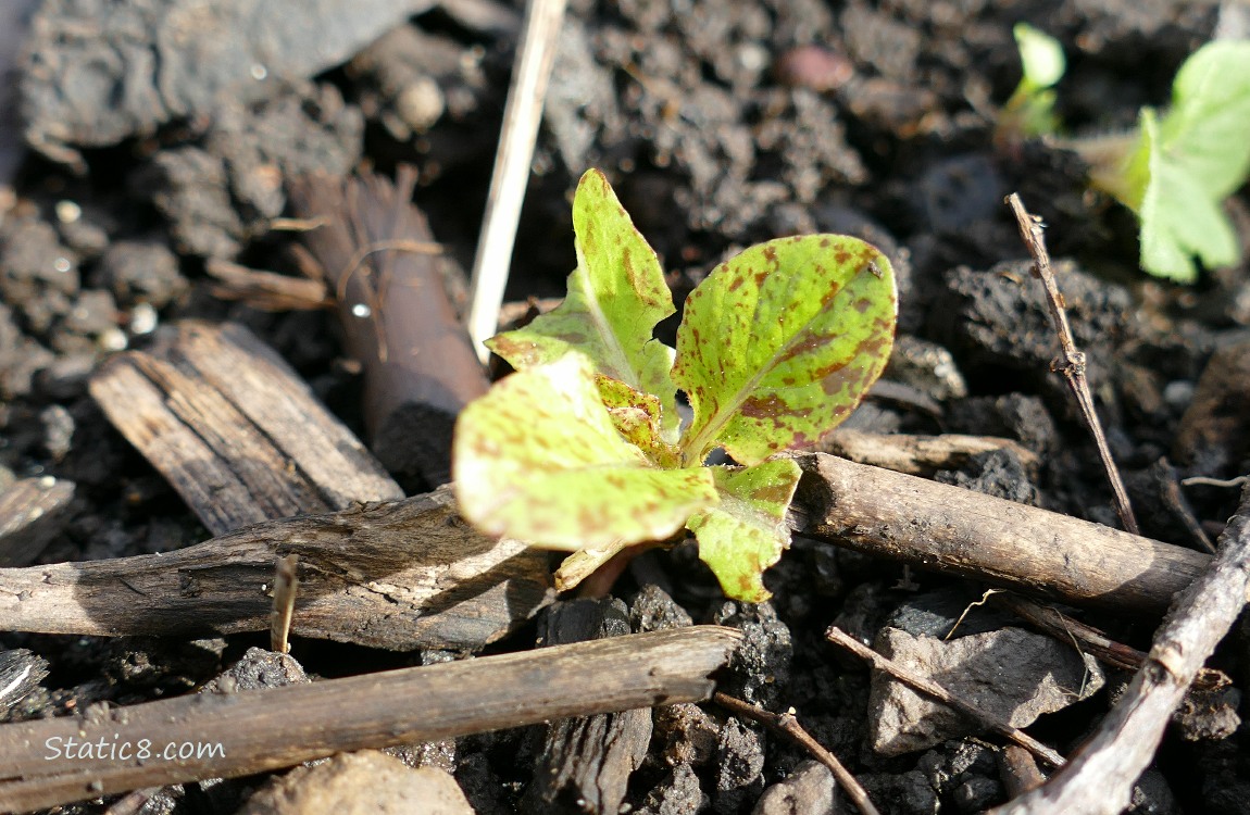 Lettuce seedling growing in the dirt