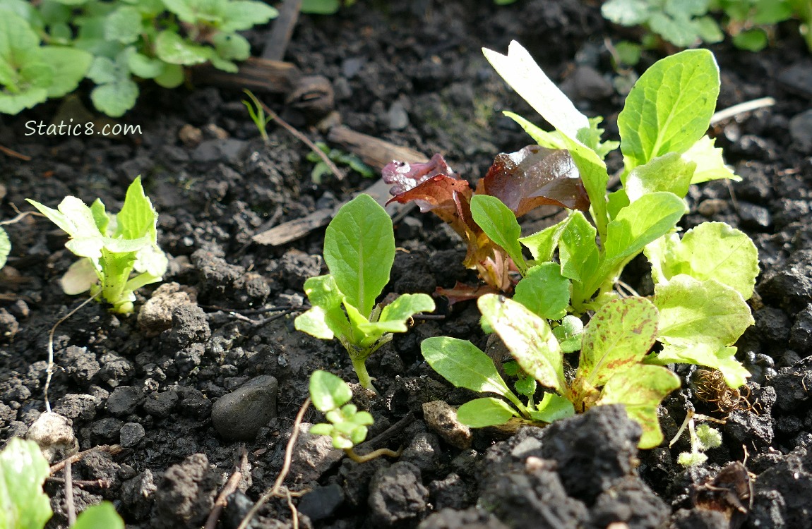 Lettuce seedlings growing in the dirt