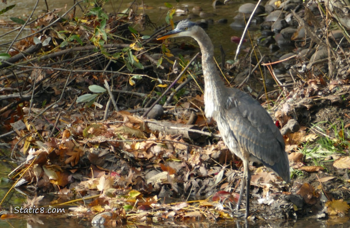 Great Blue Heron standing near the water